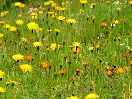 images_017